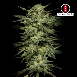 White Russian auto - Serious Seeds