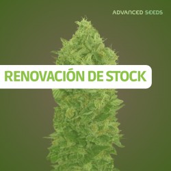 Auto BLACK DIESEL - Advanced Seeds - Renovación de Stock