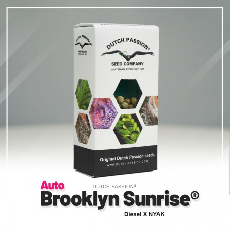 Brooklyn Sunrise auto - Dutch Passion