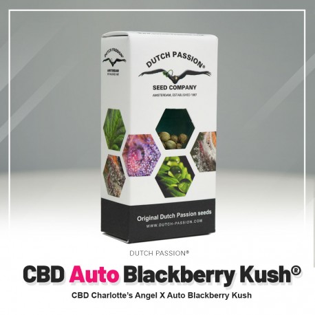 CBD Blackberry Kush auto - Dutch Passion