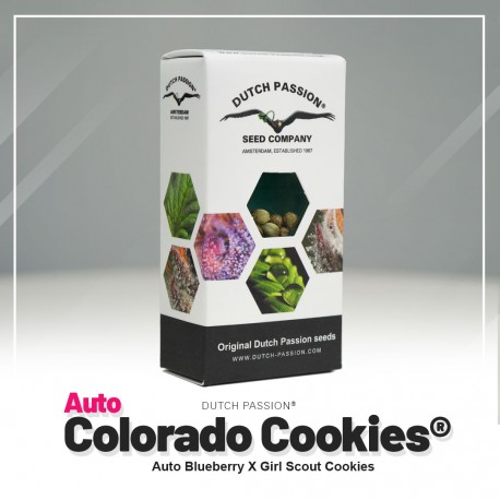 Colorado Cookies auto - Dutch Passion
