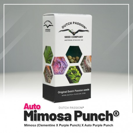 Mimosa Punch auto - Dutch Passion
