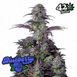 Blueberry Auto - Fast Buds