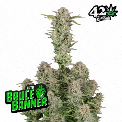 BRUCE BANNER auto - Fast Buds