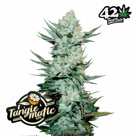 Tangie'matic auto - Fast Buds