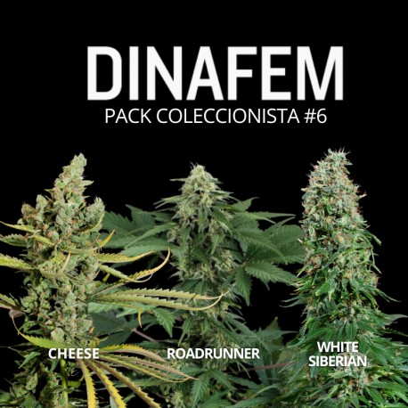 Dinafem collection #6