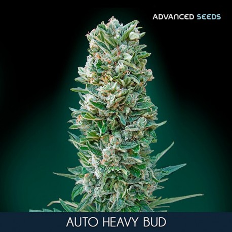 Auto HEAVY BUD - Advanced Seeds - Stock Renewal