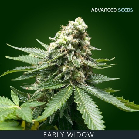 EARLY WIDOW fem - Advanced Seeds - Renovación de Stock
