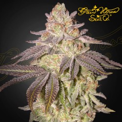 BLACK TOFFEE auto - Green House Seeds