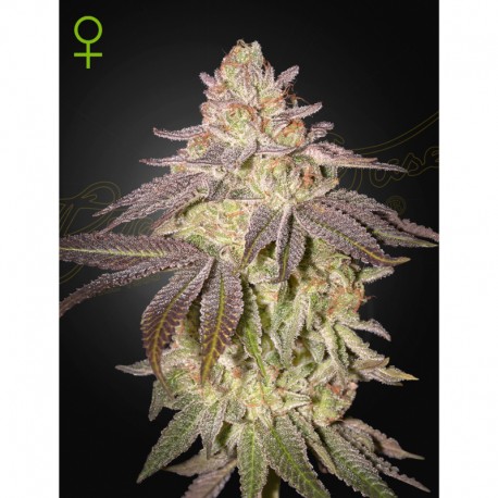 BLACK TOFFEE auto - Green House Seeds