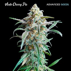 Cherry Pie auto - Advanced Seeds